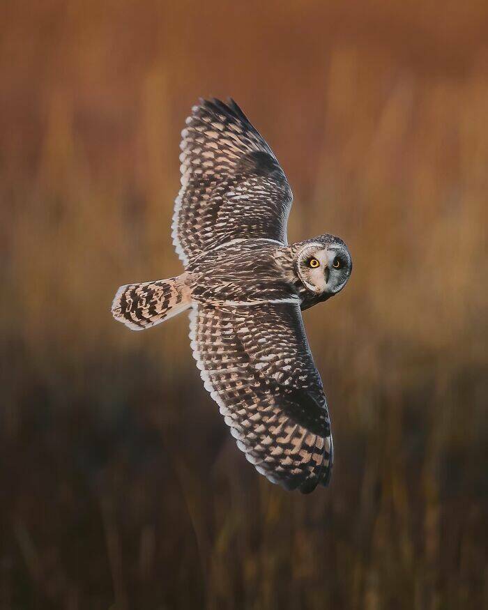 Wildlife As You’ve Never Seen It