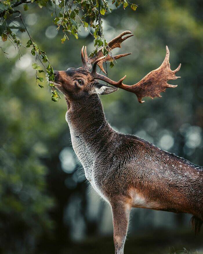 Wildlife As You’ve Never Seen It