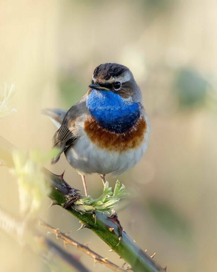 Wildlife As You’ve Never Seen It