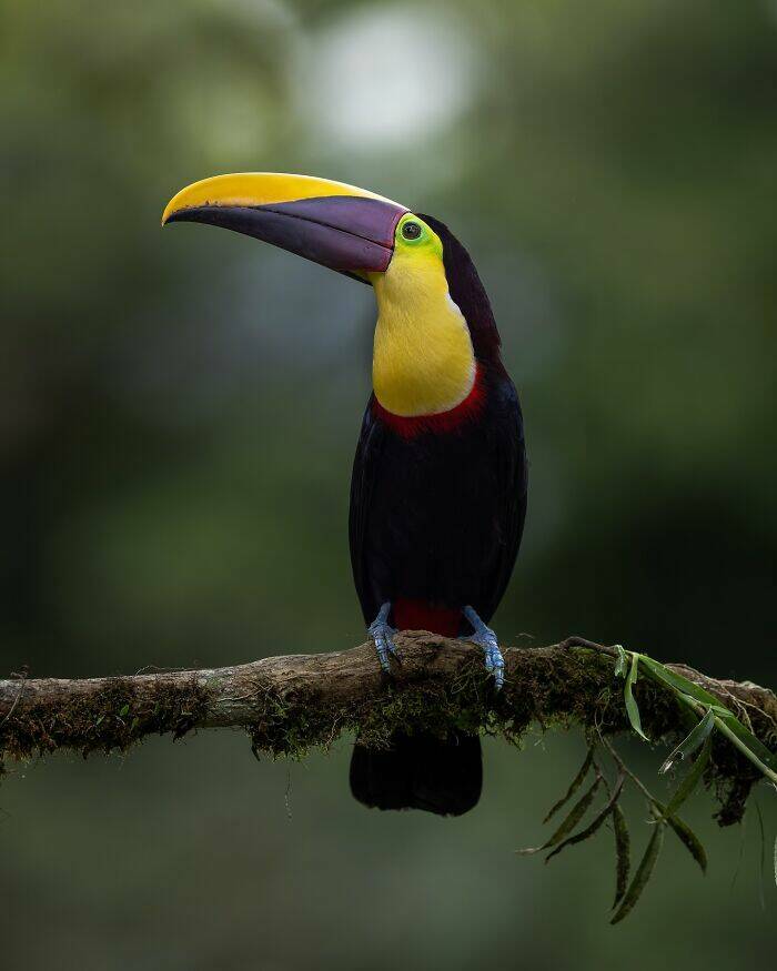 Wildlife As You’ve Never Seen It