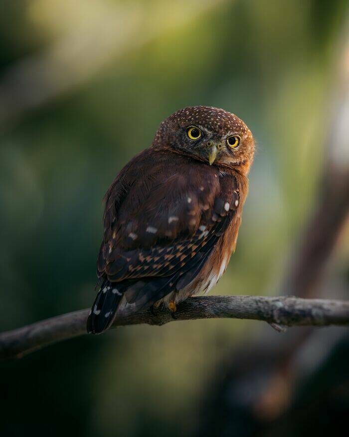 Wildlife As You’ve Never Seen It