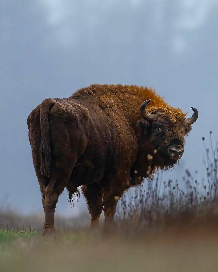 Wildlife As You’ve Never Seen It