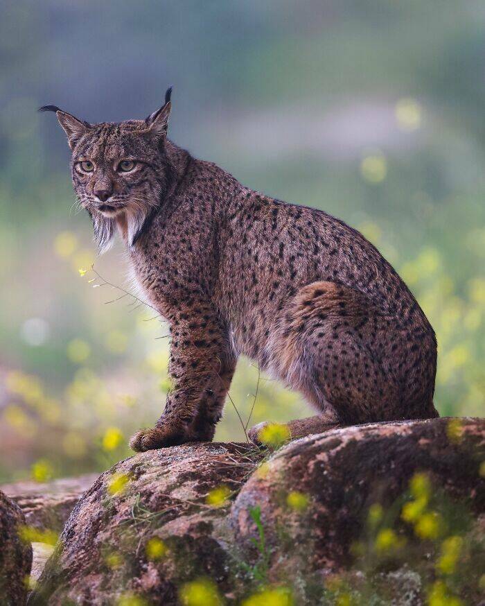 Wildlife As You’ve Never Seen It