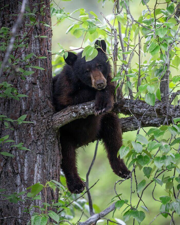 Wildlife As You’ve Never Seen It