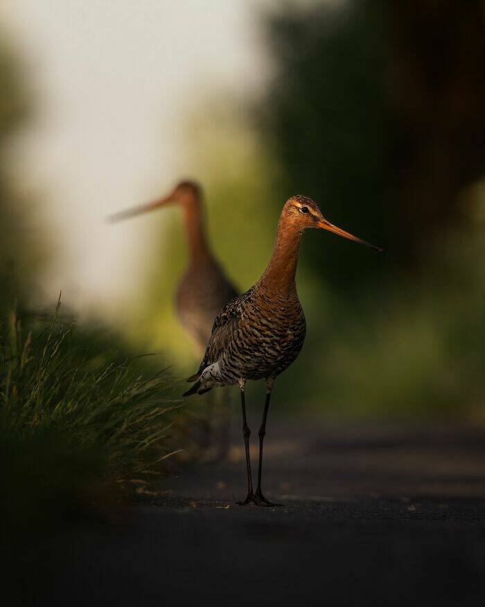 Wildlife As You’ve Never Seen It