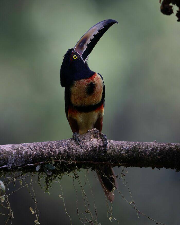 Wildlife As You’ve Never Seen It