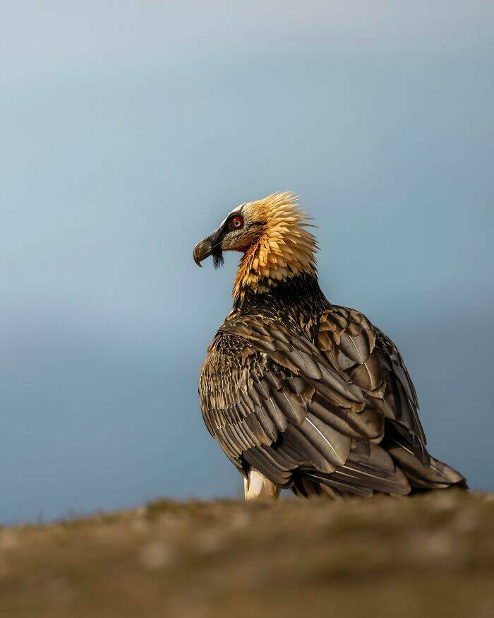 Wildlife As You’ve Never Seen It