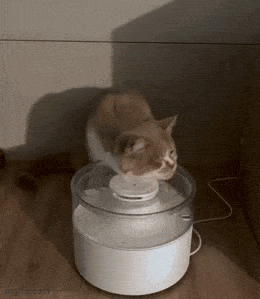 Daily Gifdump Daily Gifdump