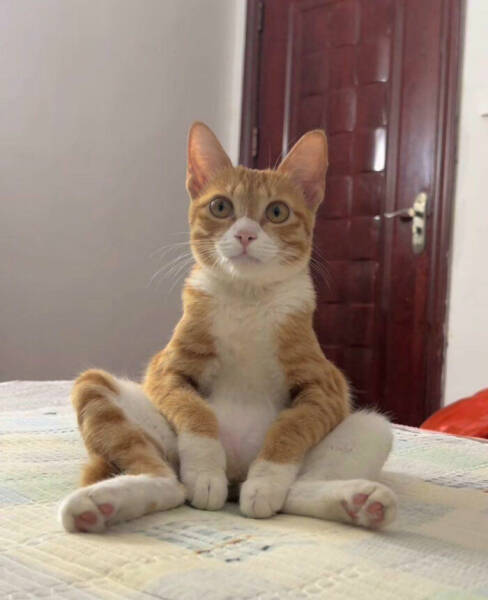 When Animals Saved the Day Just by Being Ridiculously Cute