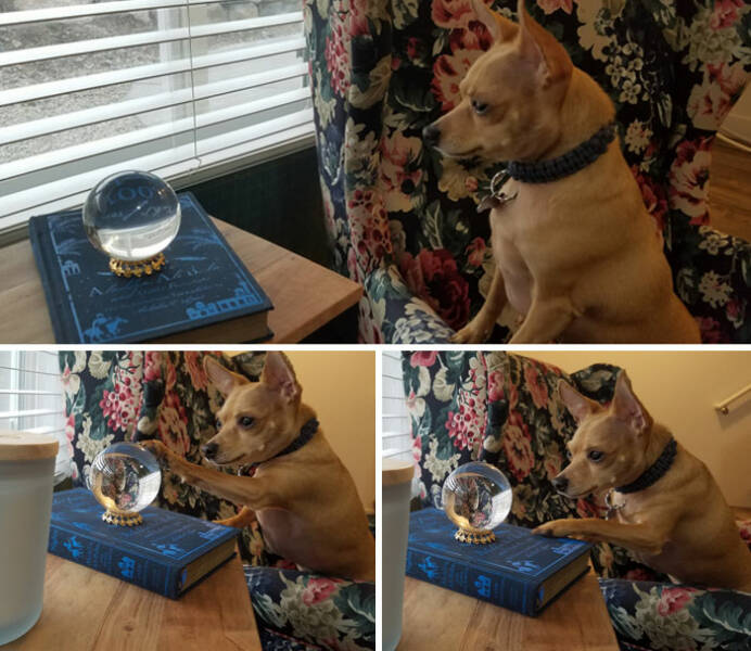 When Animals Saved the Day Just by Being Ridiculously Cute