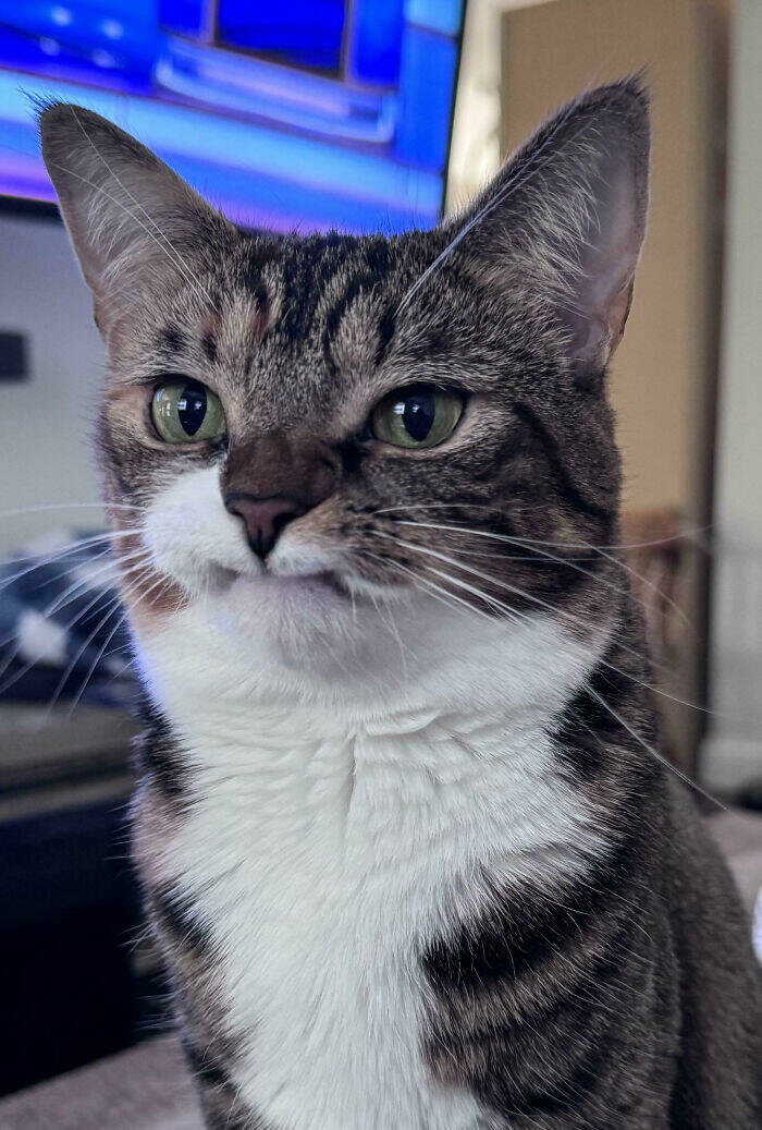 When Animals Saved the Day Just by Being Ridiculously Cute