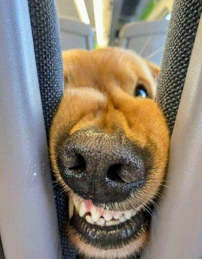 When Animals Saved the Day Just by Being Ridiculously Cute