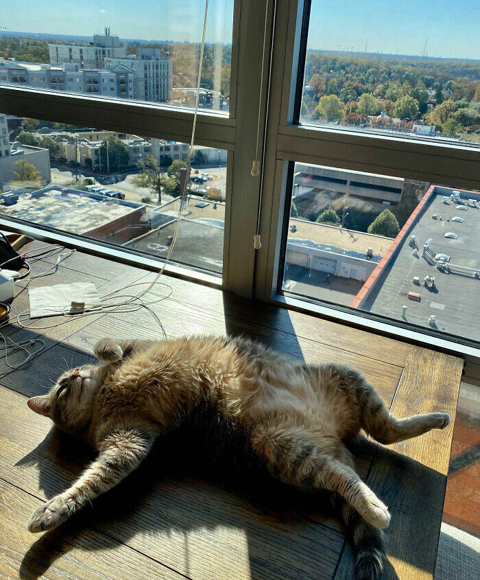 When Animals Saved the Day Just by Being Ridiculously Cute