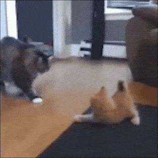 https://img.izismile.com/img/img15/20250516/gifs/daily_gifdump_5004_01.gif