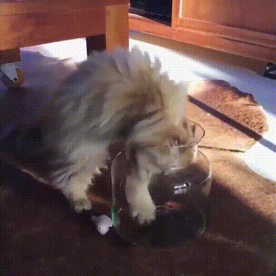 https://img.izismile.com/img/img15/20250516/gifs/daily_gifdump_5004_06.gif