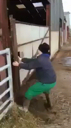 https://img.izismile.com/img/img15/20250516/gifs/daily_gifdump_5004_08.gif