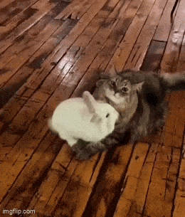 https://img.izismile.com/img/img15/20250516/gifs/daily_gifdump_5004_50.gif