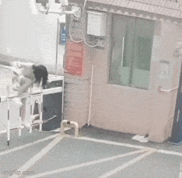 https://img.izismile.com/img/img15/20250516/gifs/daily_gifdump_5004_54.gif