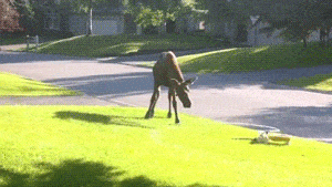 https://img.izismile.com/img/img15/20250516/gifs/daily_gifdump_5004_59.gif