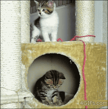 https://img.izismile.com/img/img15/20250516/gifs/daily_gifdump_5004_60.gif