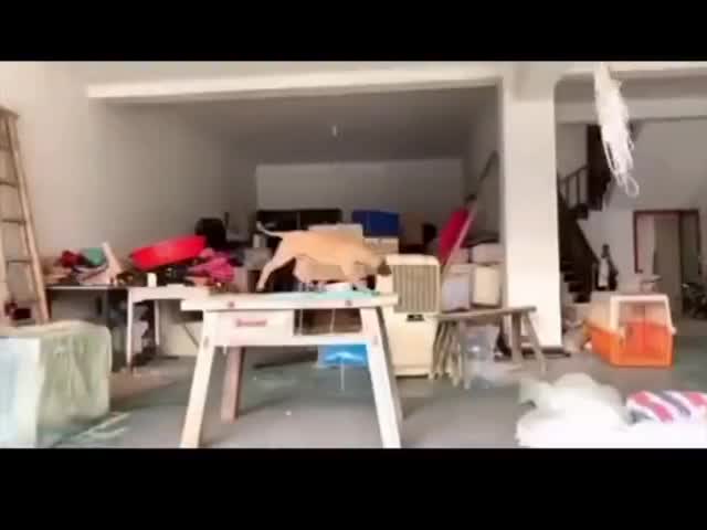 Get A Dog, They Said