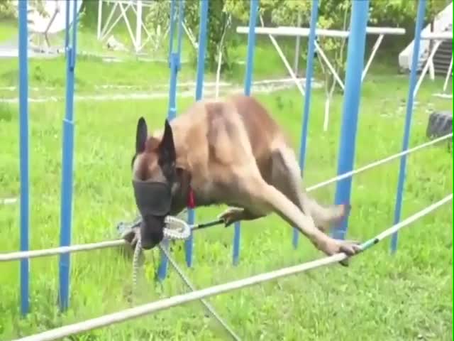 Specialized Training As A K-9 Officer Working For The Moldovan Border Guard
