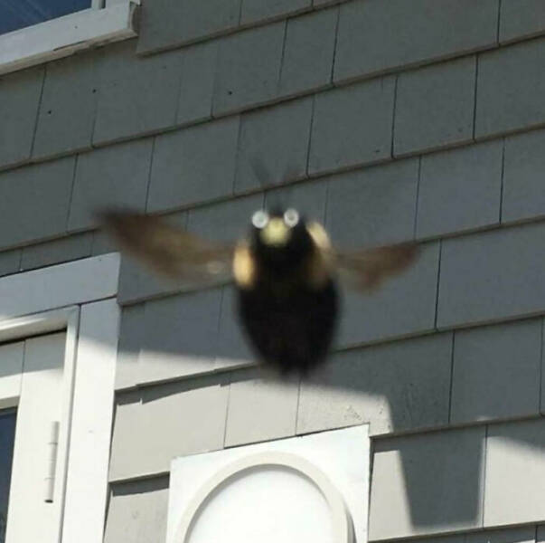 Beasts on a Mission to Confuse Everyone