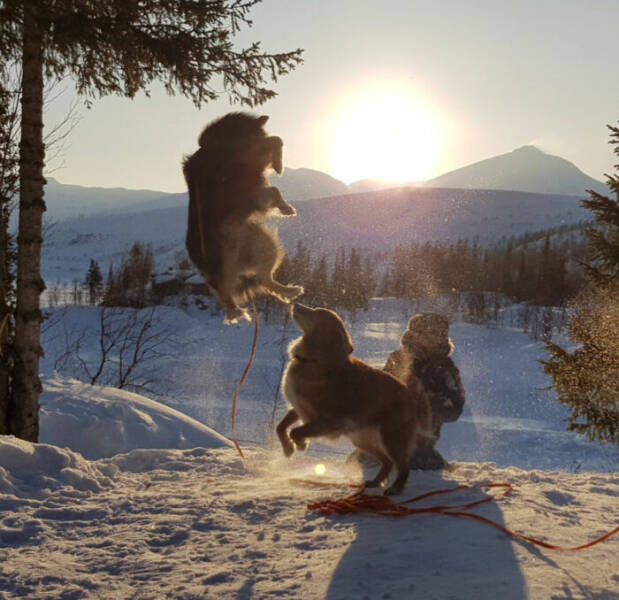 Beasts on a Mission to Confuse Everyone