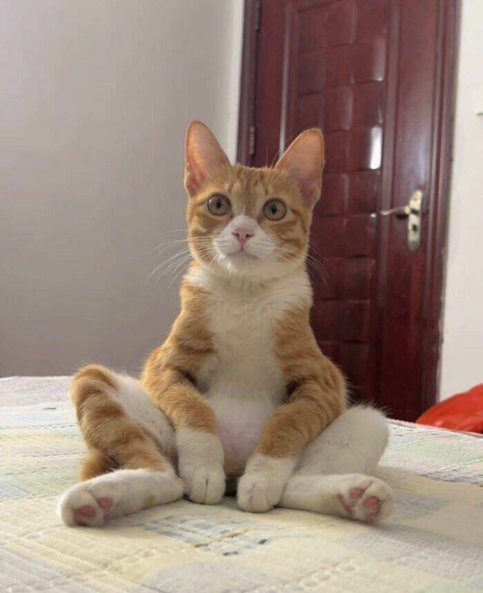 Beasts on a Mission to Confuse Everyone