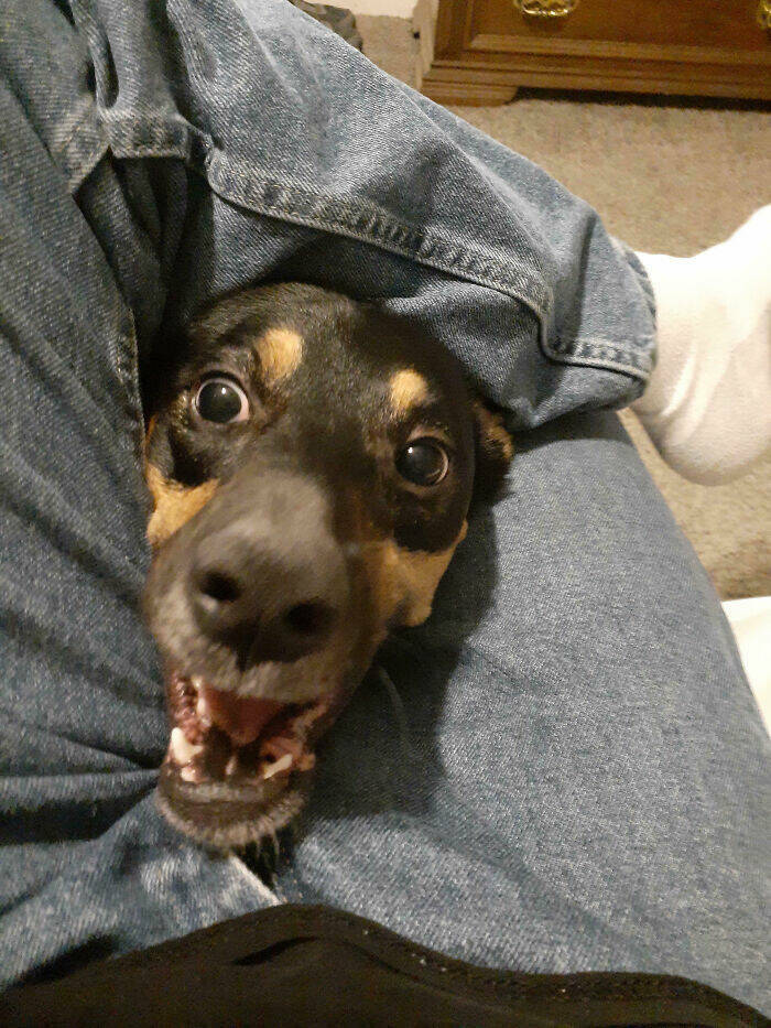 Beasts on a Mission to Confuse Everyone