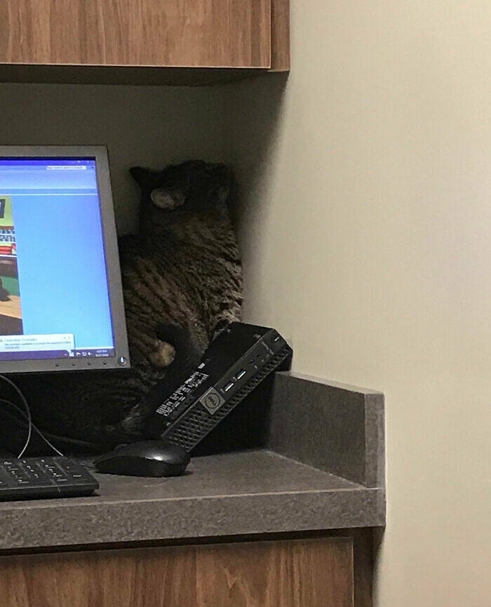 Beasts on a Mission to Confuse Everyone