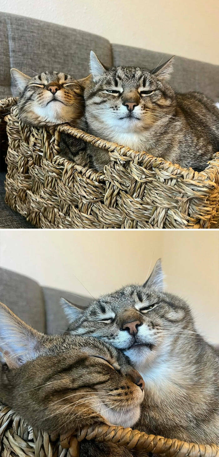 Beasts on a Mission to Confuse Everyone