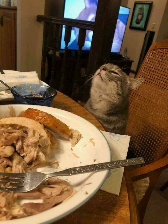 Beasts on a Mission to Confuse Everyone