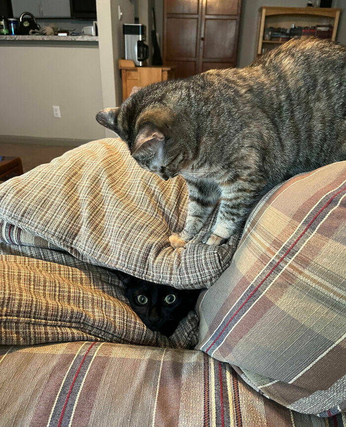 Beasts on a Mission to Confuse Everyone