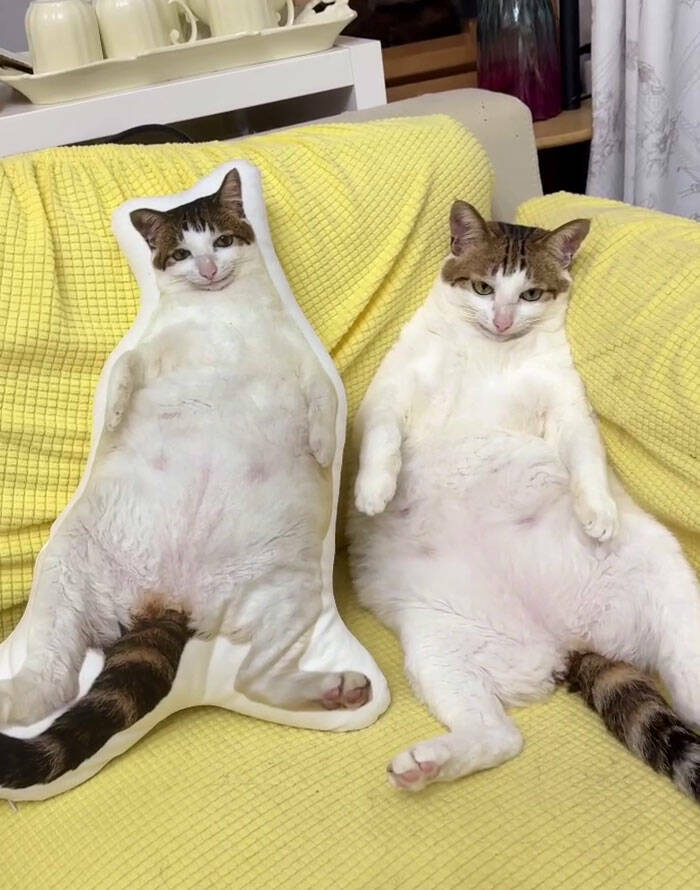 Beasts on a Mission to Confuse Everyone