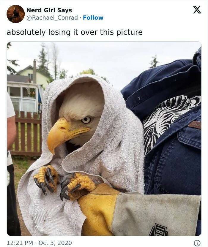 Beasts on a Mission to Confuse Everyone