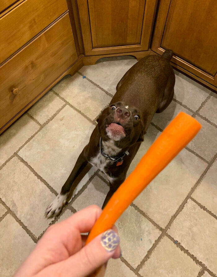 Beasts on a Mission to Confuse Everyone