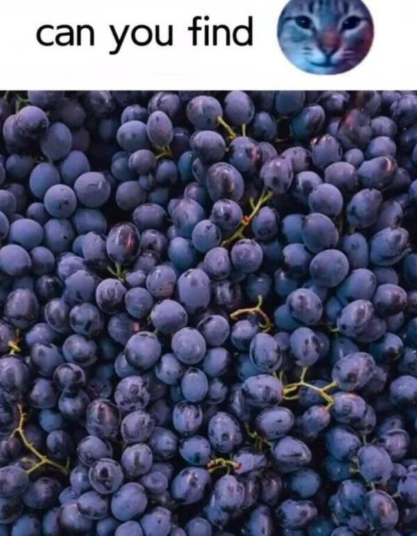 Someone Alert The Food Police