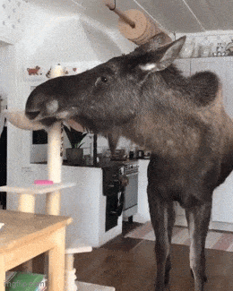 Daily Gifdump Daily Gifdump