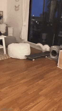 Daily Gifdump Daily Gifdump