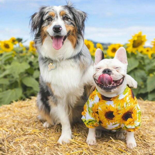 Daily Picdump Daily Picdump