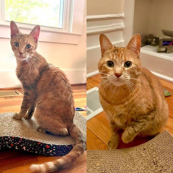 These Before And After Adoption Photos Show Pure Love