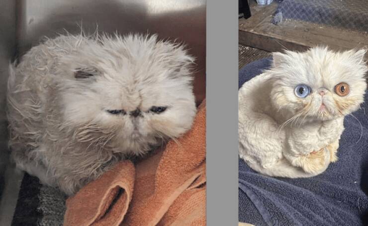 These Before And After Adoption Photos Show Pure Love