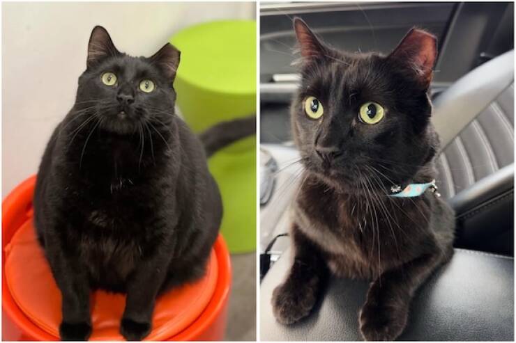 These Before And After Adoption Photos Show Pure Love