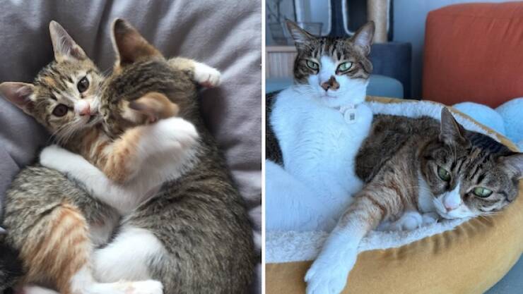 These Before And After Adoption Photos Show Pure Love