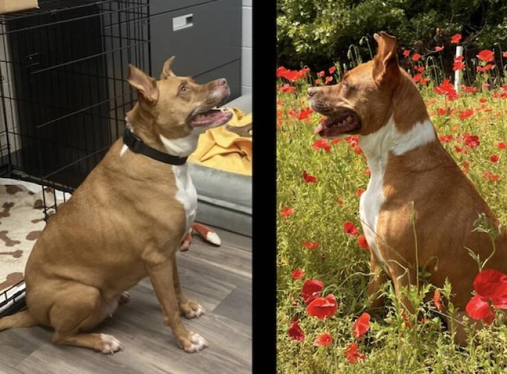 These Before And After Adoption Photos Show Pure Love