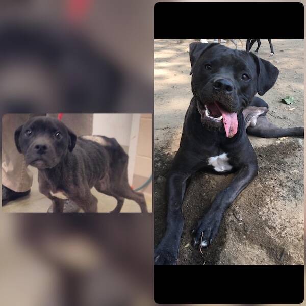 These Before And After Adoption Photos Show Pure Love