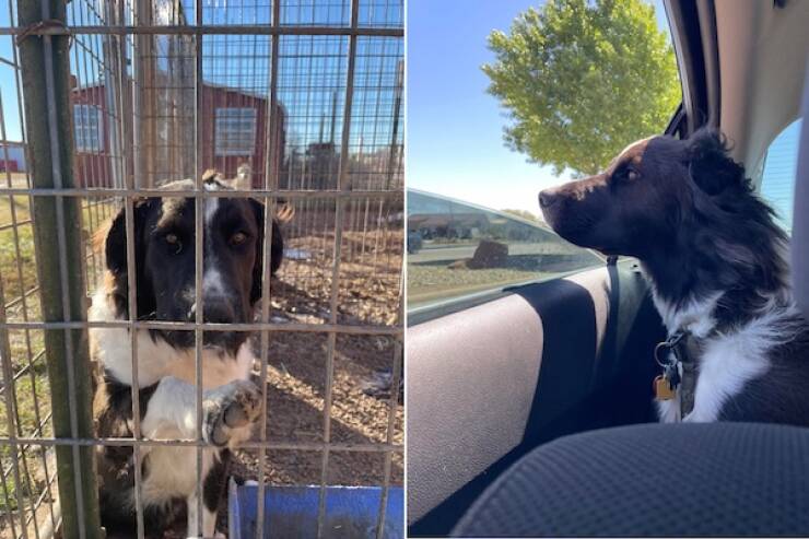 These Before And After Adoption Photos Show Pure Love