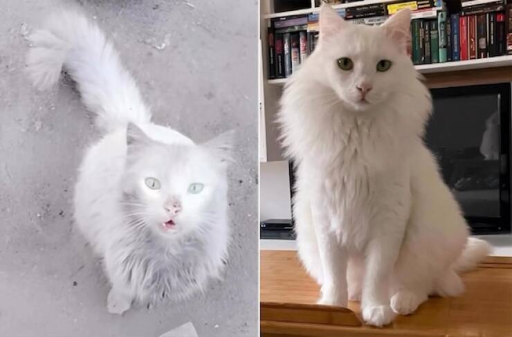 These Before And After Adoption Photos Show Pure Love