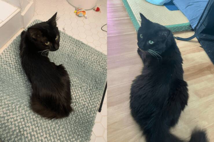 These Before And After Adoption Photos Show Pure Love